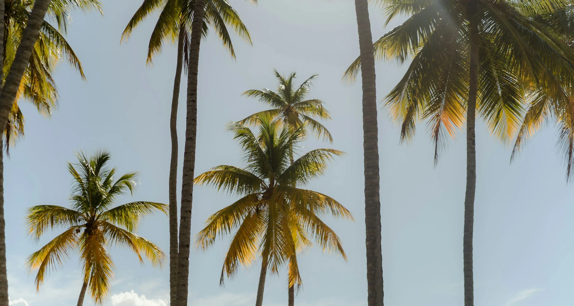 Palmen in der Dominikanischen Republik